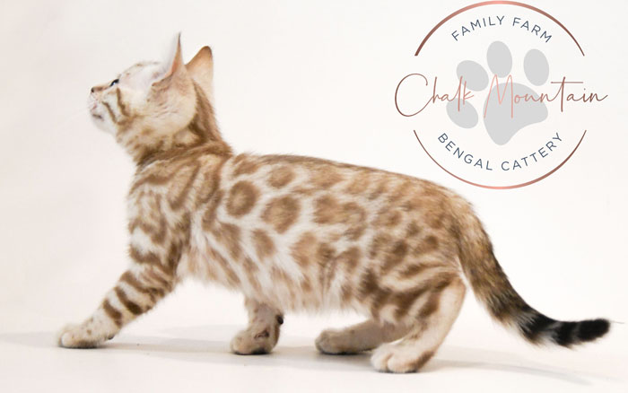 Bengal kitten for sale